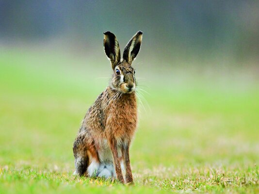 an_3224_hase